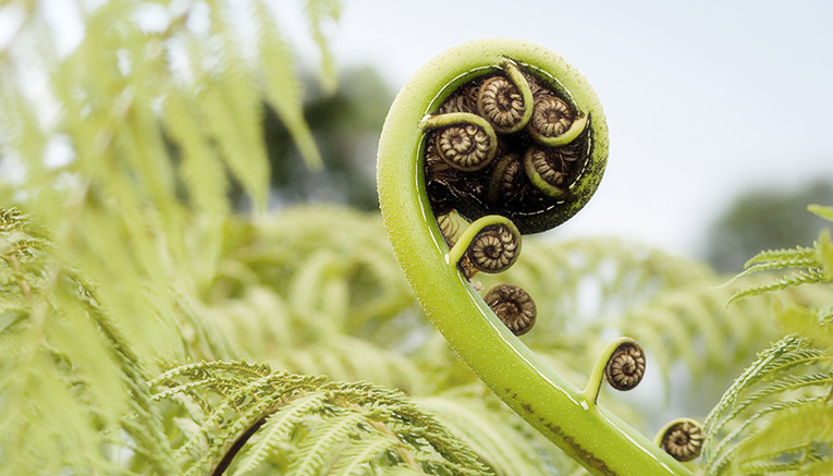 Wnzq-new-zealand-walking-5